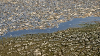 Penampakan ikan mati (atas) dan dasar waduk yang mengering akibat kondisi cuaca panas yang sedang berlangsung di waduk di provinsi Dong Nai, Vietnam, Selasa (30/4/2-24). [AFP] 