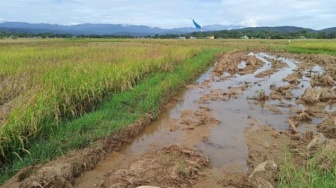 1.000 Hektare Sawah di Kabupaten Bulukumba Rusak Jelang Panen