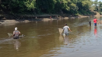 Fenomena Pladu di Sungai Bengawan Solo, Warga Solo dan Sukoharjo Panen Berlimpah