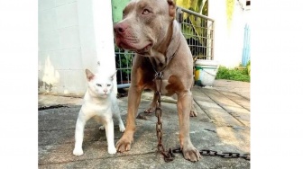 Dibesarkan Bareng, Gaya Kucing Ini Lebih Mirip Anjing Pitbull: Cara Berdirinya Beda