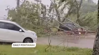 Hujan Deras Landa Kalbar, Pohon Tumbang Timpa 1 Mobil Ibu Hamil di Mempawah