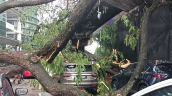 Pohon Tumbang Saat Badai Petir di Malaysia, Timpa 17 Kendaraan 1 Orang Tewas