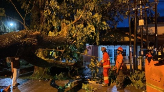 Hujan Deras dan Angin Kencang, Pohon Tumbang di Kota Pontianak