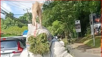 Hanya di Bali, Anjing Berdiri Menjaga Tumpukan Rumput di Atas Motor Berjalan