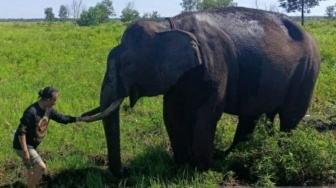 Bukan Lampung, Justru Sumsel Rumah Utama Gajah Sumatera