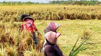 Gagal Panen, Petambak Udang Dipasena Banting Stir Jadi Buruh Tani demi Dapur Ngebul