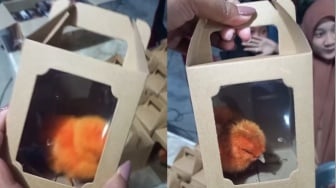 Unik, Souvenir Pernikahan di Mojokerto Ini Lain dari Biasanya, Pakai Anak Ayam Warna-warni