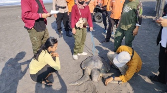 Seekor Penyu Ditemukan Mati di Pantai Glagah, Ada Beberapa Luka