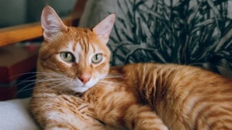 Pecinta Kucing Merapat! Malaysia Adakan 'Oyen Gathering Terbesar' Berhadiah Uang Tunai
