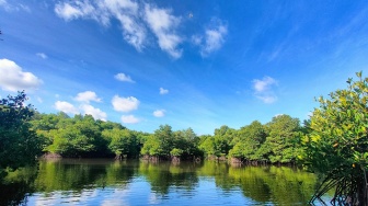 Penanaman 1000 Mangrove di Sultra demi Kurangi Emisi Karbon