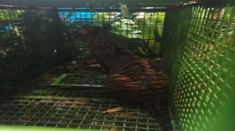 Harimau Pemangsa 3 Warga Suoh Lampung Barat Tertangkap