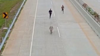 Viral Sapi Masuk Jalan Tol di Kisaran, Ini Penjelasan Polisi