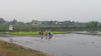 Kementan Kenalkan Benih Padi Super Genjah Saat Kunjungi Bantul, Ini Keunggulannya