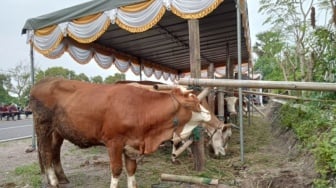 10 Sapi dari Peternak di Bantul Masuk Kriteria Hewan Kurban yang Dibeli Presiden Jokowi