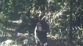 Macan Tutul dan Kumbang Terlihat Berjalan Beriringan di Gunung Gede Pangrango, Pendaki Diimbau Waspada