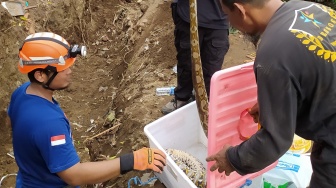 Bersarang di Pondasi Rumah Warga Sleman, Ular Sanca Sepanjang Dua Meter Dievakuasi