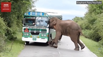 Gajah Begal dari Sri Lanka: Meminta-minta Makanan kepada Para Pelintas