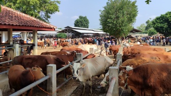 Harga Hewan Ternak Melonjak, Gunungkidul Kirim Belasan Ribu Sapi dan Kambing ke Luar Daerah