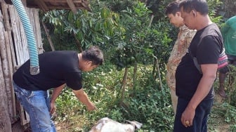 Sakit Hati Tawarannya Ditolak, Pria Ini Racuni Kambing Milik Warga Pacitan