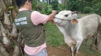 Pasaman Barat Siapkan Belasan Petugas Medis Periksa Kesehatan Hewan Kurban Jelang Idul Adha