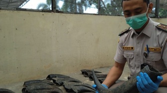 Tidak Ada Dokumen, Puluhan Tanduk Kerbau Disita Petugas Karantina Hewan di Pelabuhan Bakauheni