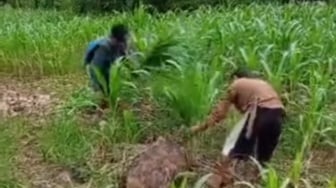 Pupuk Mahal! Petani di Kabupaten Gowa Tebang Pohon Jagung untuk Makanan Ternak