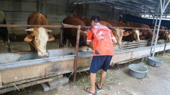 Pedagang merawat sapi kurban di kawasan Karet Tengsin, Jakarta, Kamis (30/5/2024). [Suara.com/Alfian Winanto]