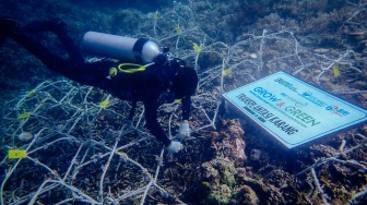 BRI Menanam Grow & Green Berikan Bantuan Transplantasi Terumbu Karang