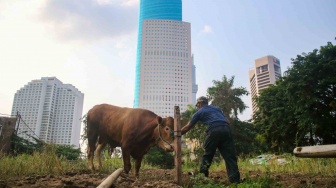 Bacaan Doa Menyembelih Hewan Kurban untuk Orang Lain Beserta Tata Cara Penyembelihan yang Sah