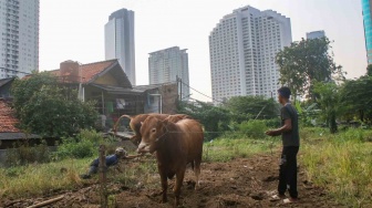 Wajib Ada Label! Pj Wali Kota Batu Pastikan Hewan Kurban Sehat dan Aman