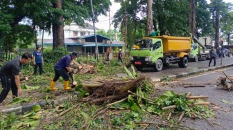 Tragis! Pemotor di Medan Tewas Tertimpa Pohon Tumbang