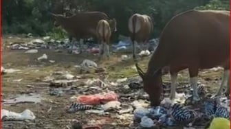 Sapi di Bali Mengais Sampah di Lahan Kosong Jadi Pemandangan yang Miris