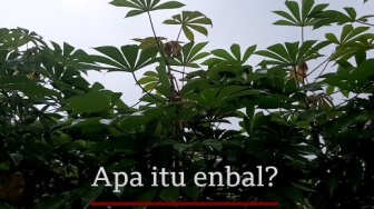 Enbal, Makanan Pokok Pengganti Nasi Masyarakat Pulau Kei yang Ternyata Beracun