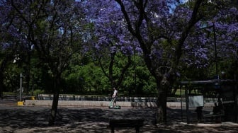 Warga mengendarai skuter melewati pohon Jacarandas yang bermekaran di Lisbon, Portugal, Senin (20/5/2024). [PATRICIA DE MELO MOREIRA / AFP]