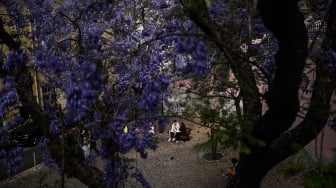 Sepasang turis duduk di bangku di bawah pohon Jacarandas yang bermekaran di Lisbon, Portugal, Senin (20/5/2024). [PATRICIA DE MELO MOREIRA / AFP]