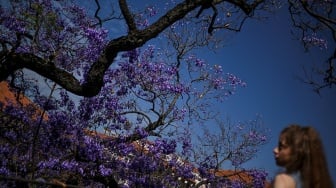 Warga memandangi pohon Jacarandas yang bermekaran di Lisbon, Portugal, Senin (20/5/2024). [PATRICIA DE MELO MOREIRA / AFP]