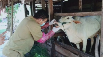 Sapi Kurban Sepi Pembeli di Agam, Pedagang Gigit Jari Jelang Idul Adha 2024