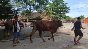 Kebutuhan Hewan Kurban Capai 26 Ribu Ekor, Pemda DIY Minta Warga Waspadai Penyakit Hewan Kurban