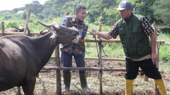 Gencar Periksa Hewan Kurban Jelang Idul Adha, Ini Daftar Penyakit yang Diwaspadai