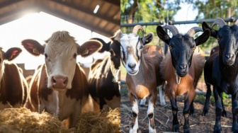 Daftar Harga Sapi dan Kambing Kurban 2024 Terbaru, Cek Syarat Lengkapnya!