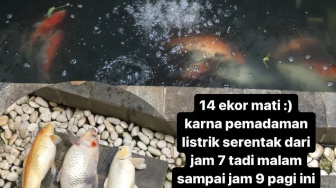 'Penderitaan' Warga Pekanbaru gegara Listrik Padam: Ikan Peliharaan Mati-Ngecas HP Rame-rame