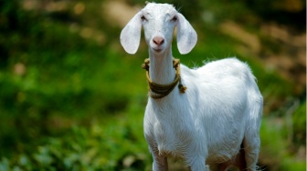 3 Manfaat Mengonsumsi Daging Kambing untuk Kesehatan pada Ibu Hamil