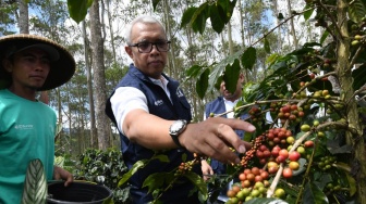 Surveyor Indonesia Gelar Giat Panen Raya Kopi dan Peresmian Gudang Pupuk