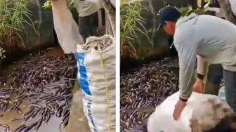 Miris! Harga Anjlok, Petani Ini Pilih Buang Terong ke Sungai daripada Diolah