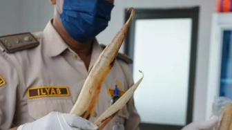 Gelembung Ikan Ilegal Senilai Jutaan Rupiah Ditemukan di Bandara Jambi