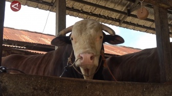 Gak Tanggung-tanggung, Jokowi Sumbang 68 Sapi Kurban buat Tiap Provinsi Termasuk IKN, Bobotnya Bikin Melongo!