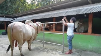 Presiden Jokowi Beli Sapi Kurban Seberat Hampir 1 Ton dari Anggota Polres Bantul, Jenisnya Peranakan Ongole