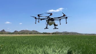 Pupuk dari Udara, Drone Siap Tebar Keuntungan di Sawah Merauke