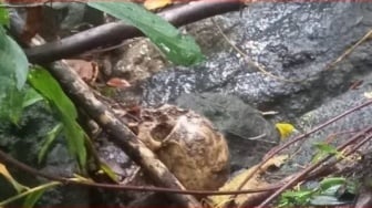 Tulang Tengkorak Manusia Ditemukan di Kebun, Diduga Lansia di Karangasem yang Hilang