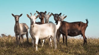 Meski Kecil, Ini 3 Alasan Kambing Kacang Masih Diminati di Indonesia